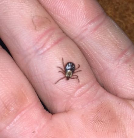 Beware of Deer Ticks