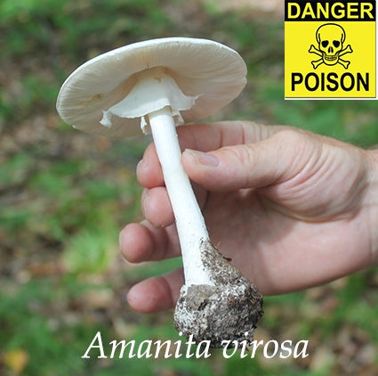 Infamous Amanitas