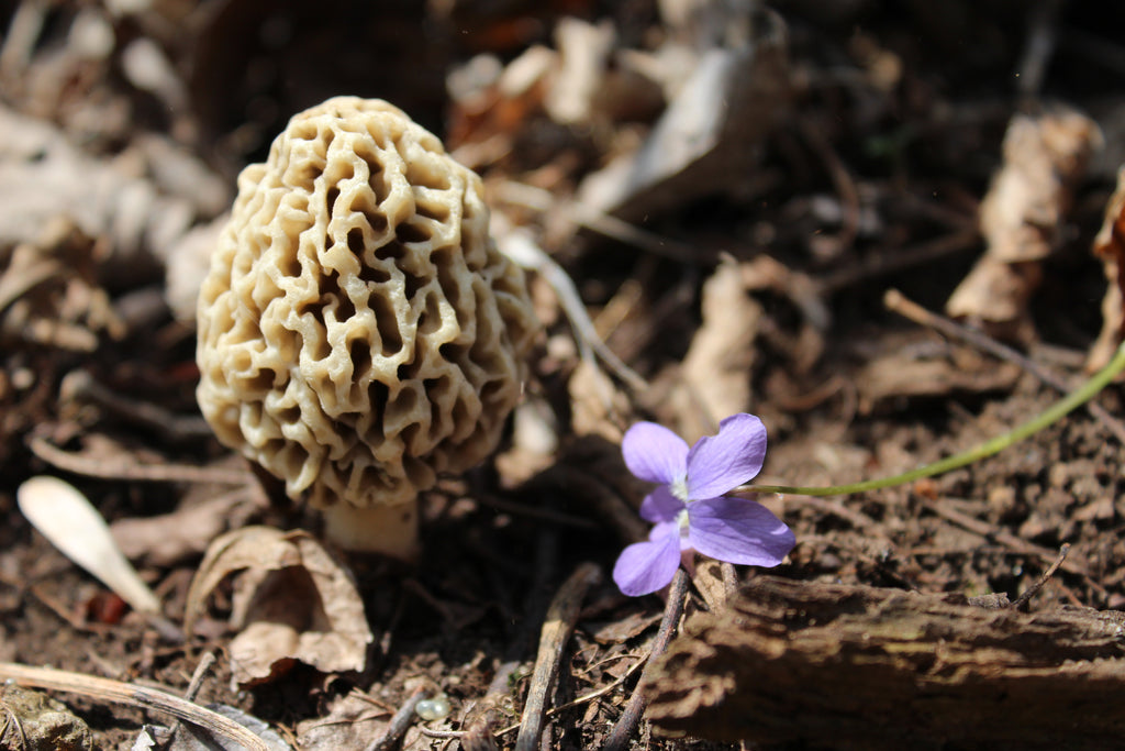 Do you know your morels?