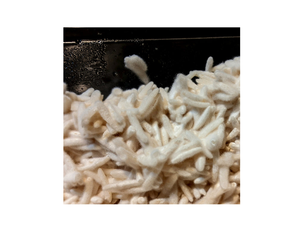 Make Your Own Koji