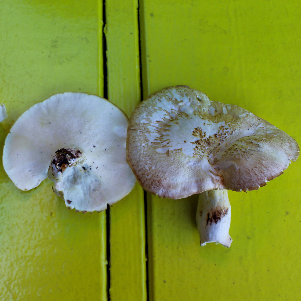 Old-Fashioned Sheep Polypore Stir Fry