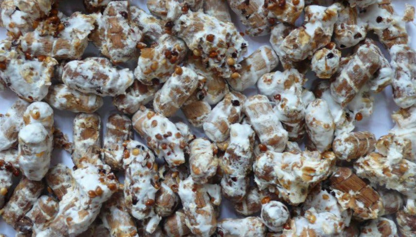 Maitake Plug Spawn