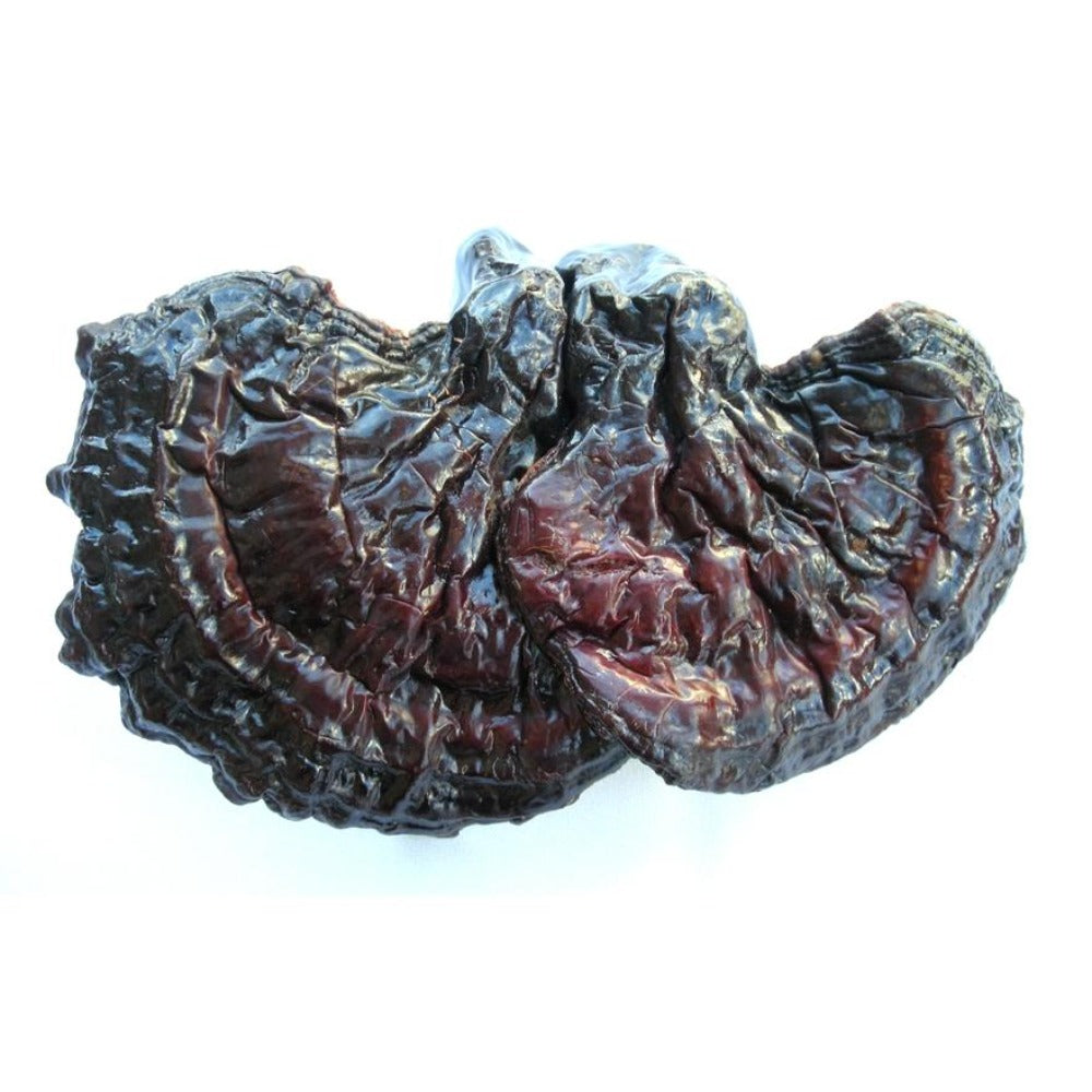 Reishi Plug Spawn